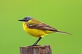 Poland, Biebrzanski National Park Ã¢â¬â closeup of a Yellow wagtail bird Ã¢â¬â latin: Motacilla flava